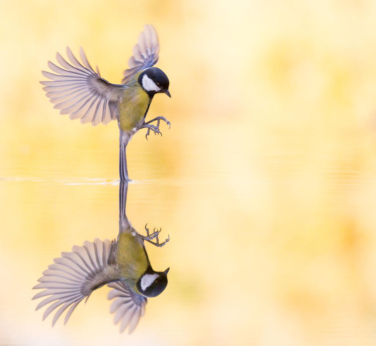 Wildlife & Animals | Art & Pictures Gallery