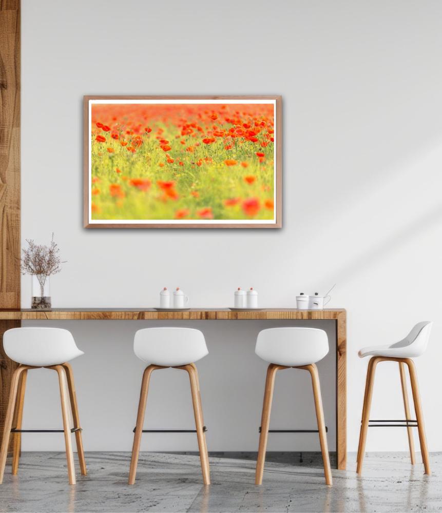 Veld Klaprozen | Andy Luberti | Wall Flowers | Art & Pictures Gallery