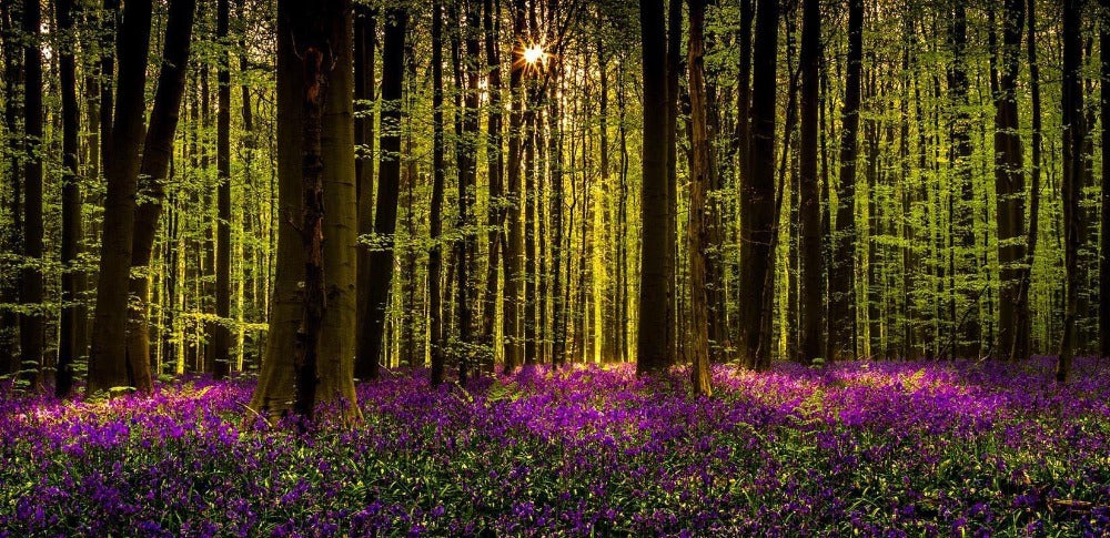 Blooming Forest | Andy Luberti | Nature | Art & Pictures Gallery