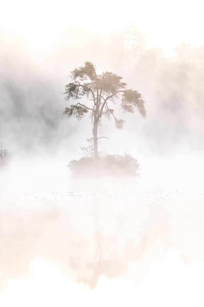 Morning Mist | Andy Luberti | Nature | Art & Pictures Gallery