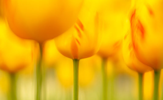 Yellow Tulips | Andy Luberti | Wall Flowers | Art & Pictures Gallery