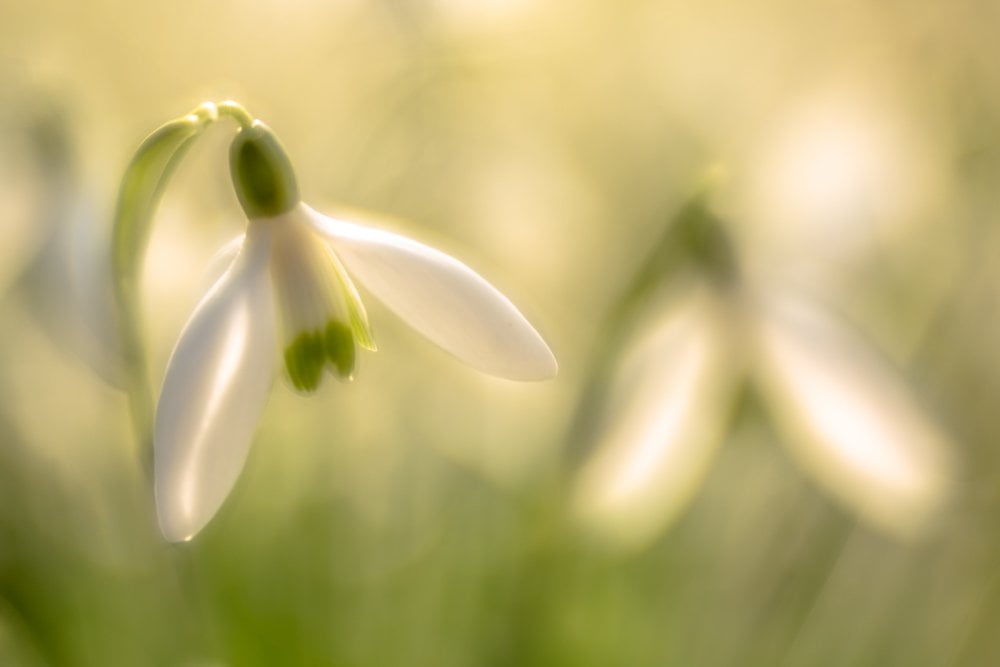 Sneeuwklokje | Andy Luberti | Wall Flowers | Art & Pictures Gallery