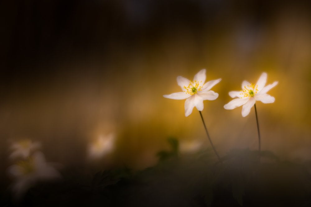 Wall Flowers | Anemones | Andy Luberti | Art 7 Pictures Gallery