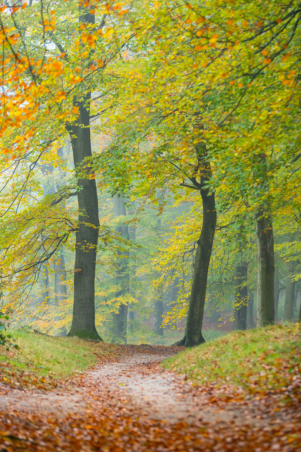 Herfst in het bos