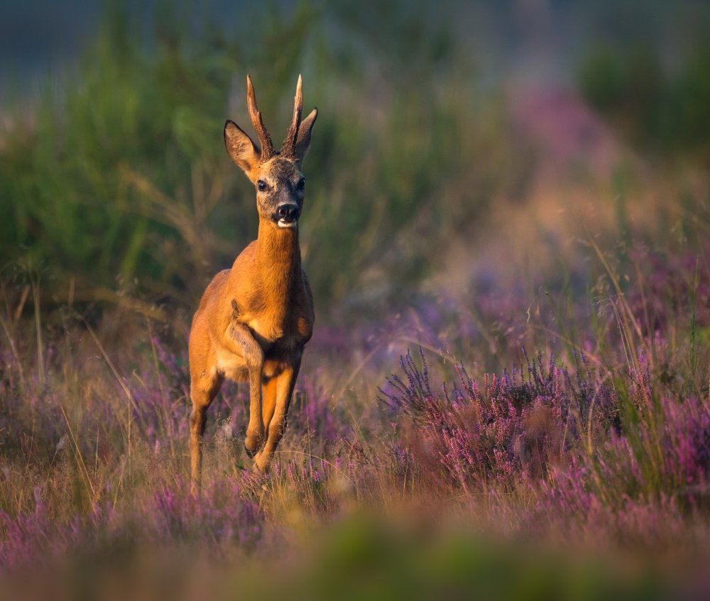 Jonge bok | Arie van den Hout | Wildlife & Animals | Art & Pictures Gallery