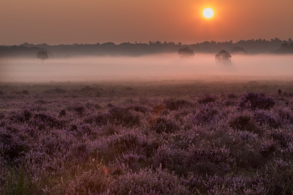 Zonsopkomst op de hei | Arie van den Hout | Nature | Art & Pictures Gallery