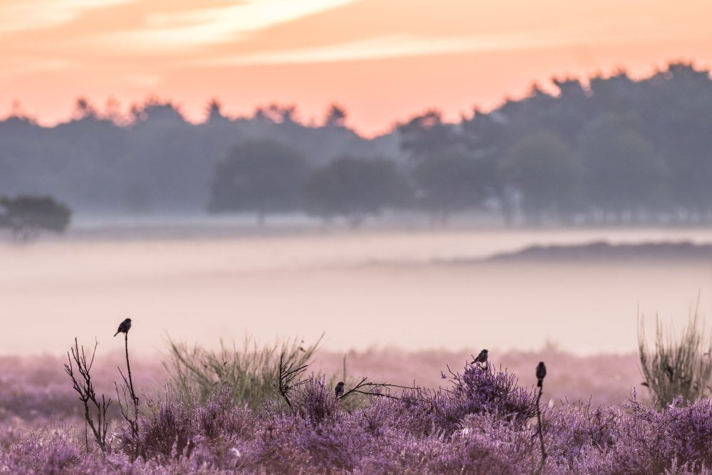 Vogels op de hei | Arie van den Hout | Nature | Art & Pictures Gallery