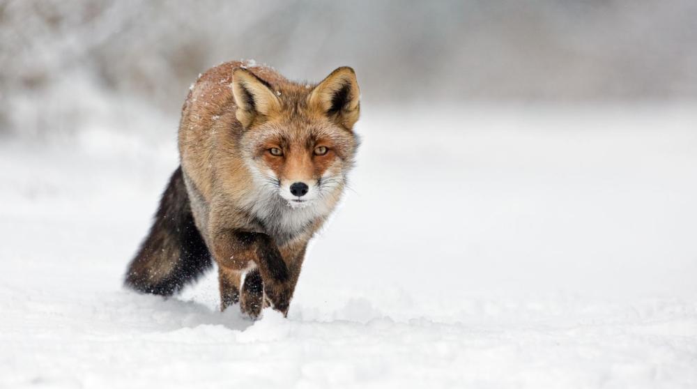 Vos in de sneeuw | Menno Schaefer | Wildlife & Animals | Art & Pictures Gallery