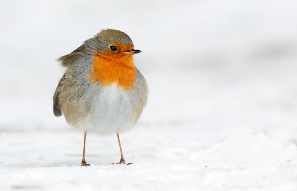 Roodborstje | Menno Schaefer | Wildlife & Animals | Art & Pictures Gallery