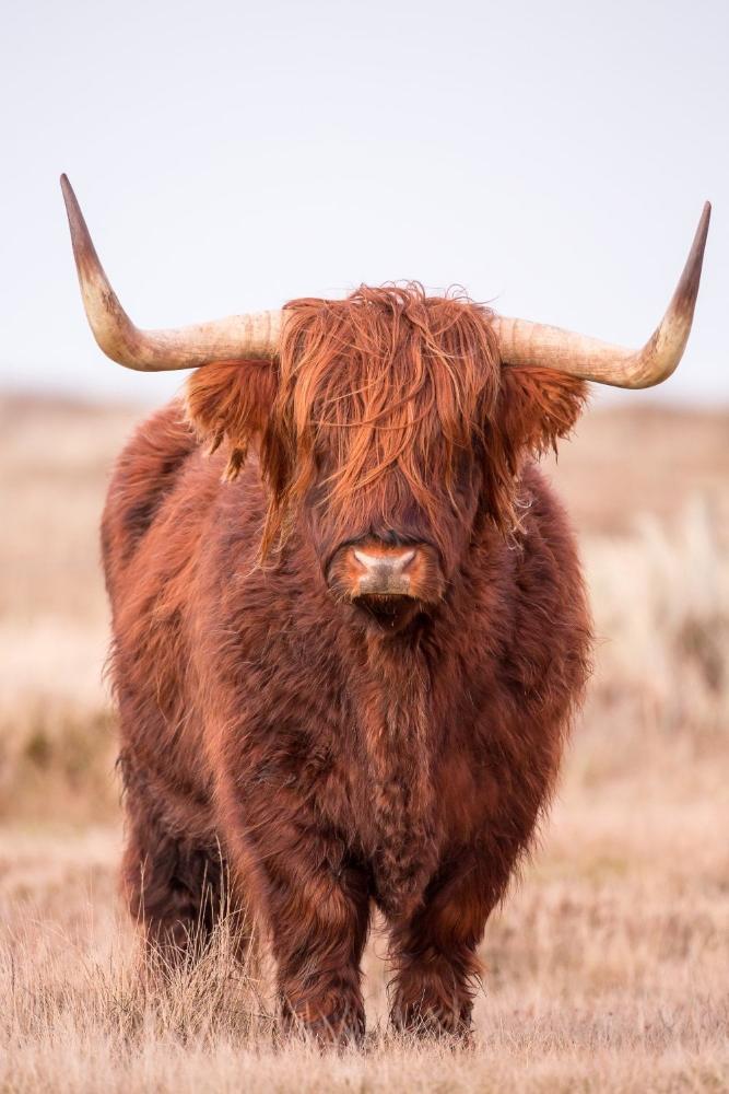 Schotse Hooglander | Menno Schaefer | Wildlife & Animals | Art & Pictures Gallery