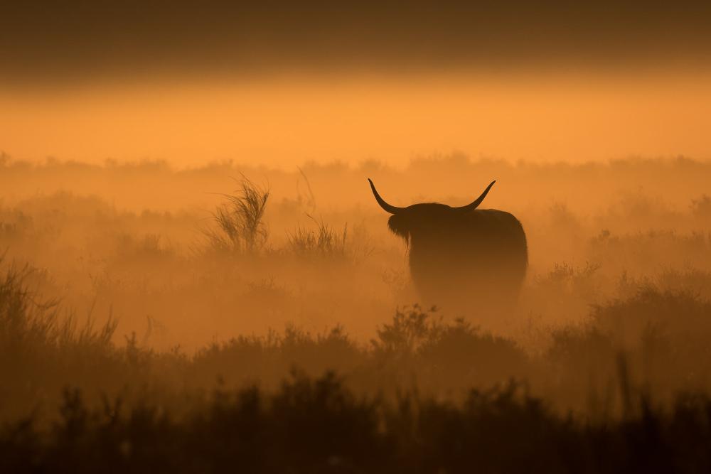 Schotse Hooglander | Arie van den Hout | Wildlife & Animals | Art & Pictures Gallery