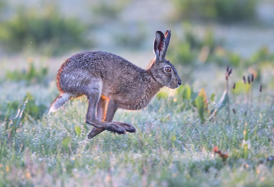 On the move | Arie van den Hout | Wildlife & Animals | Art & Pictures Gallery