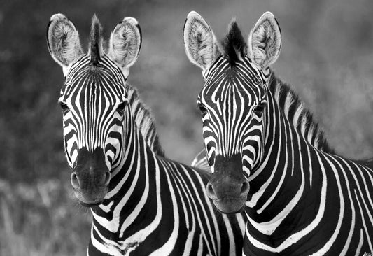 Afrikaanse Zebra's | Wildlife | Arie van den Hout | Art & Pictures Gallery