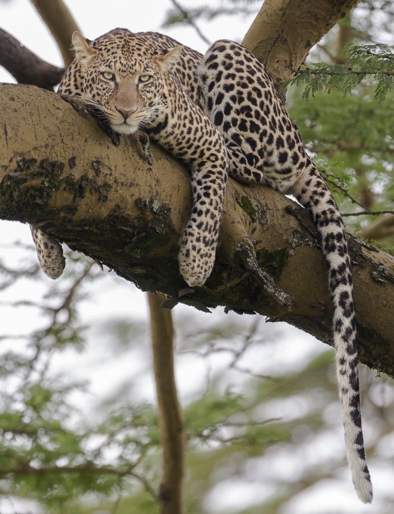 Leopard | Arie van den Hout | Wildlife & Animals | Art & Pictures Gallery