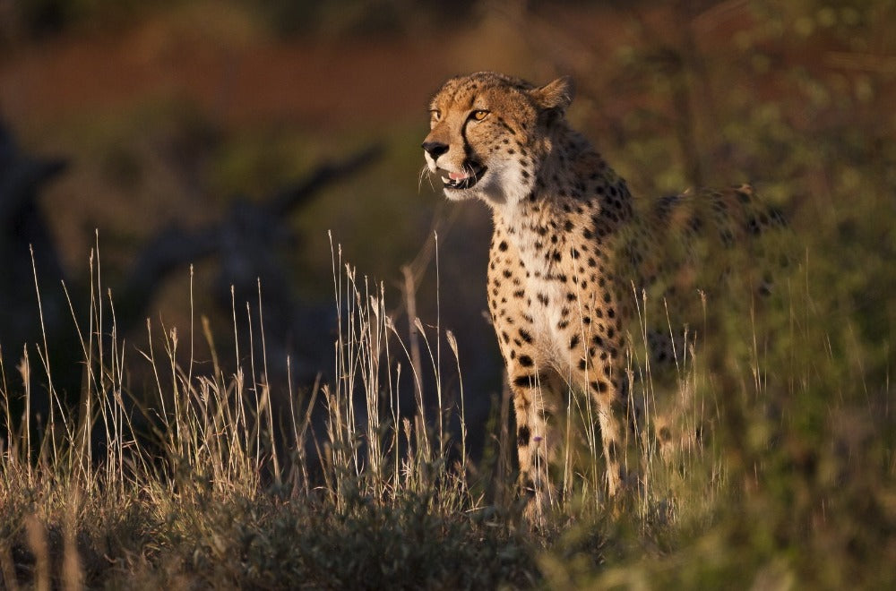 Cheetah | Arie van den Hout | Wildlife & Animals | Art & Pictures Gallery