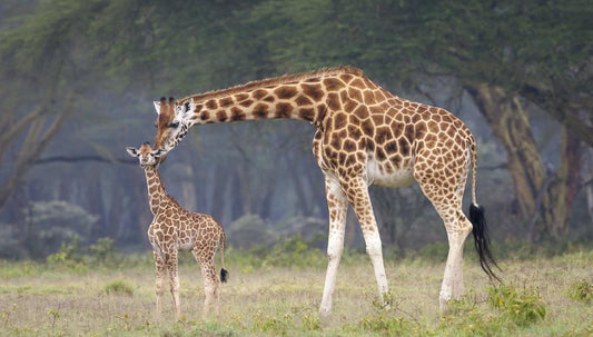 Rothschild's giraffe met kalfje | Arie van den Hout | Wildlife & Animals | Art & Pictures Gallery