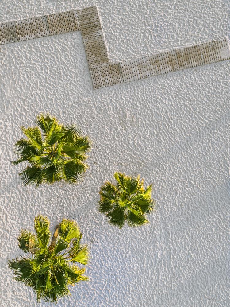 Palmtrees | Hans Logren | Aerials | Art & Pictures Gallery