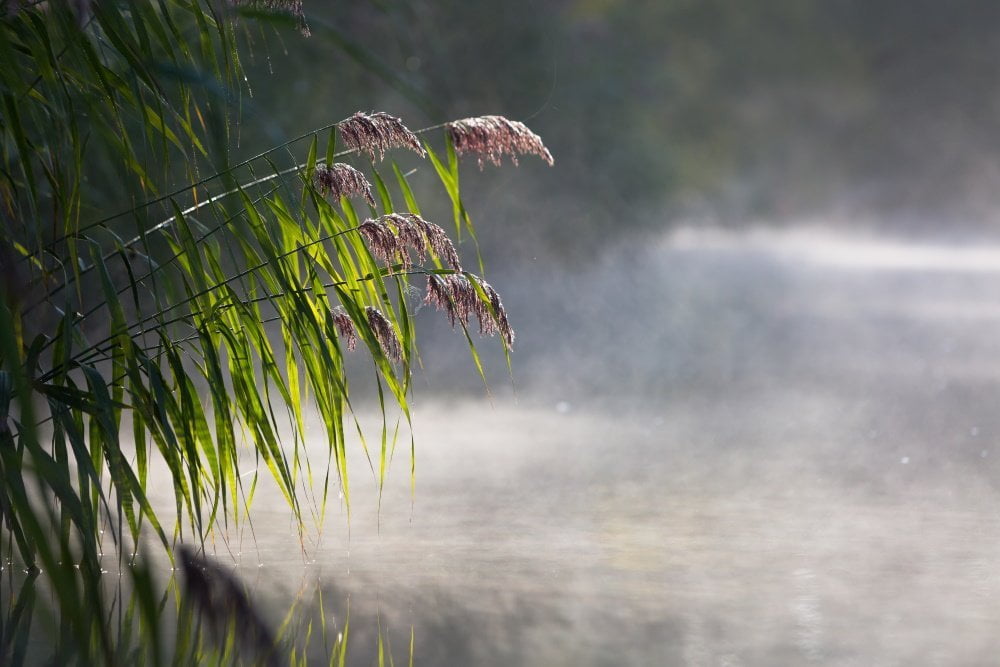 Zomers Riet | Arie van den Hout | Nature | Art & Pictures Gallery