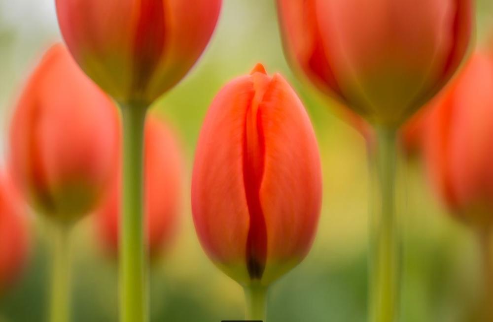 Wall Flowers | Simply Red | Andy Luberti | Art & Pictures Gallery