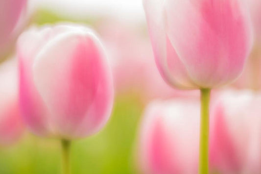 Think Pink | Wall Flowers | Art & Pictures Gallery | Andy Luberti