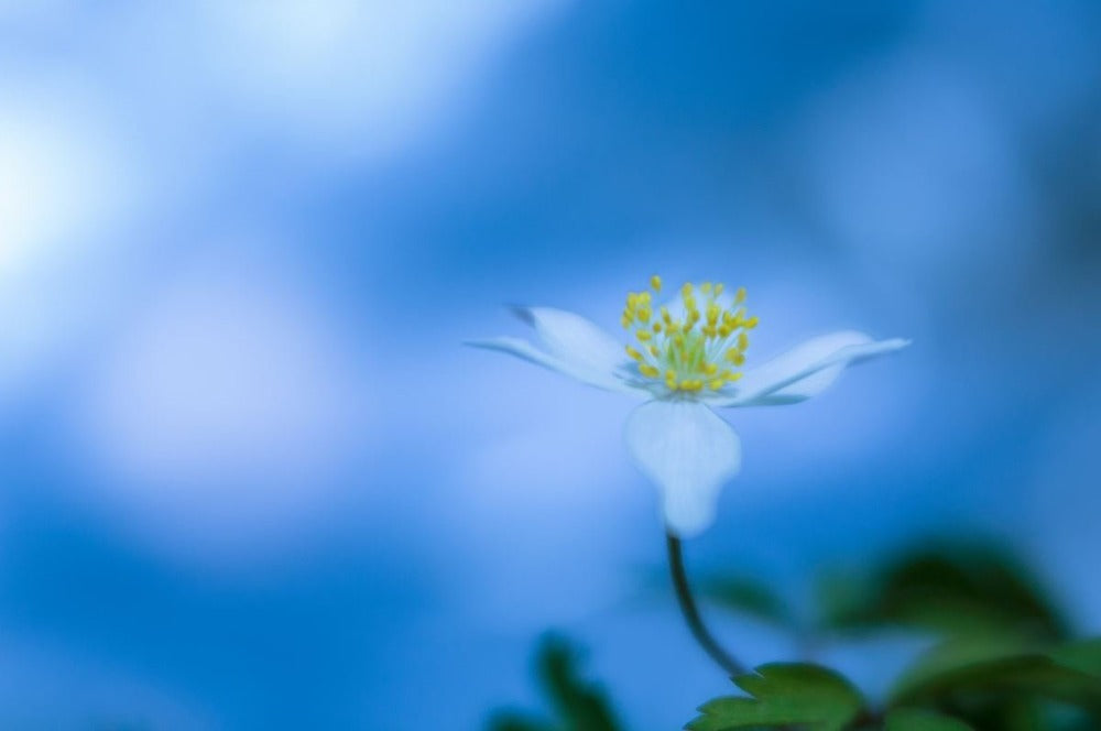 Anemone Blues | Andy Luberti | Wall Flowers | Art & Pictures Gallery