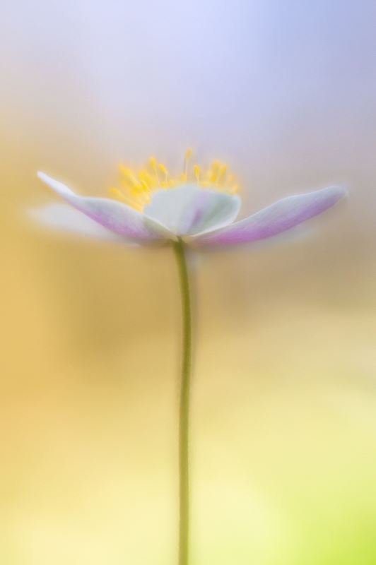 Delicate Anemone | Andy Luberti | Wall flowers | Art & Pictures Gallery