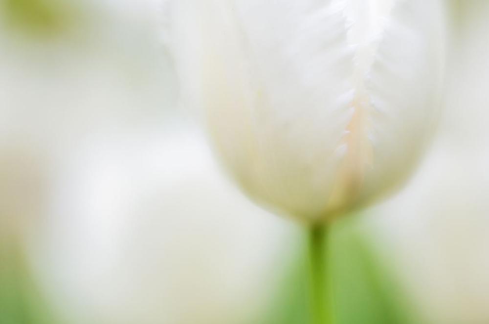 Mysterious White | Andy Luberti | Wall Flowers | Art & Pictures Gallery