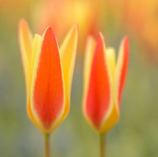 Tulips | Andy Luberti | Wall Flowers | Art & Pictures Gallery