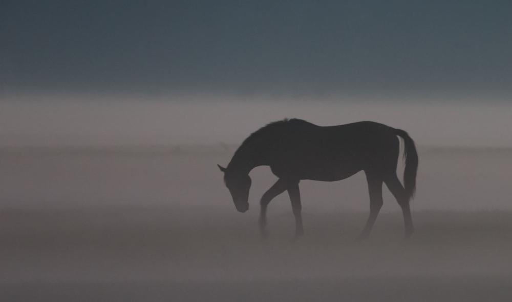 Paard in de ochtend mist | Menno Schaefer | Wildlife & Animals | Art & Pictures Gallery